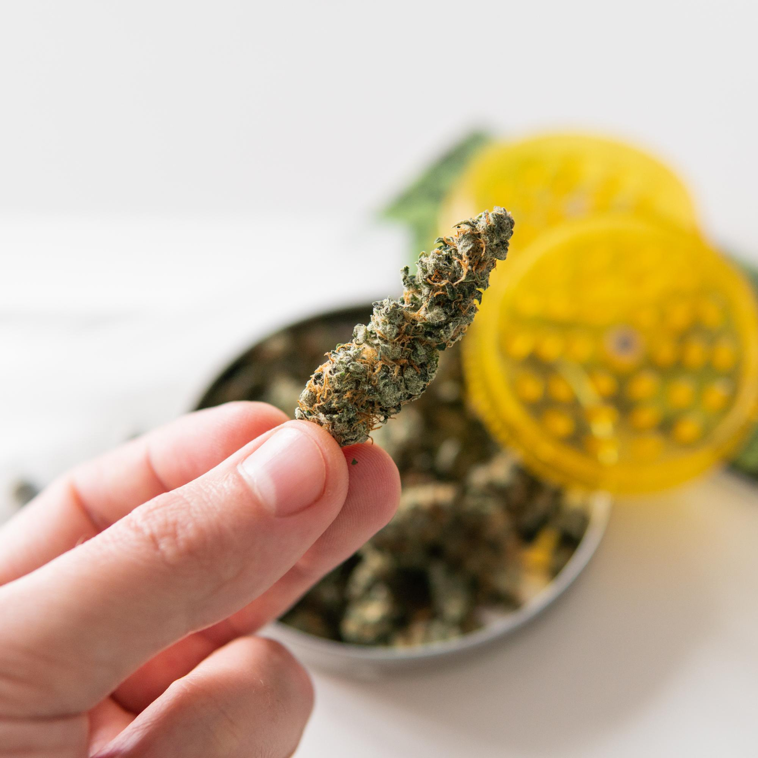 Susz konopny - jak stosować?